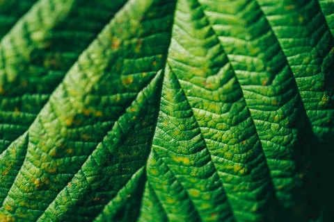 Texture of a green leaf as background sunny day macro photo Foto stock