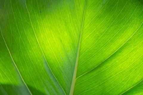 Texture of a green leaf as background, unfocused Fotos de archivo