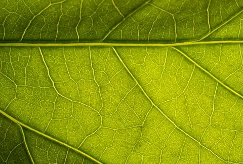 Texture of a green leaf. Green leaf macro. Stock Photos