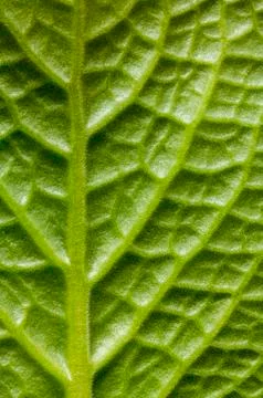 The texture of the green leaf on the inside Stock Photos