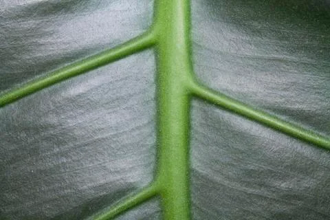The texture of the green leaf on the inside Stock Photos