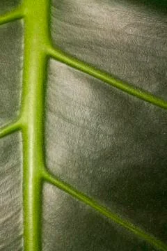 The texture of the green leaf on the inside Stock Photos