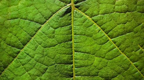 Texture of green leaf macro full background or wallpaper, Pattern in nature Stock Photos