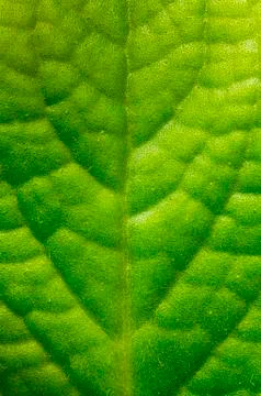 Texture of green leaf from the outside Stock Photos