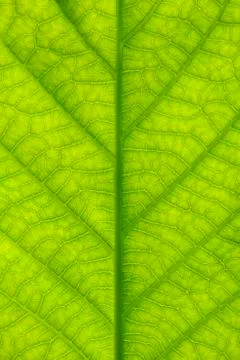 Texture of green leaf Stock Photos