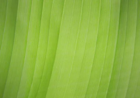 texture of green leaf