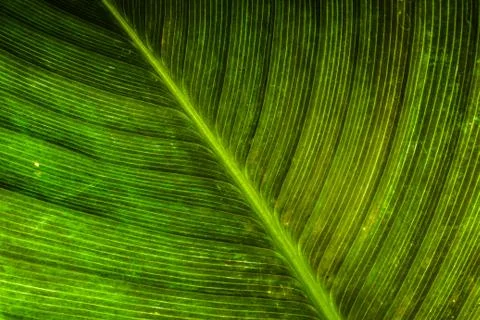 Texture of green leaf Stock Photos