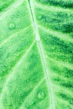 Texture of green leaf Stock Photos