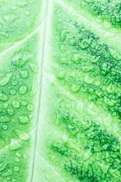 Texture of green leaf Stock Photos