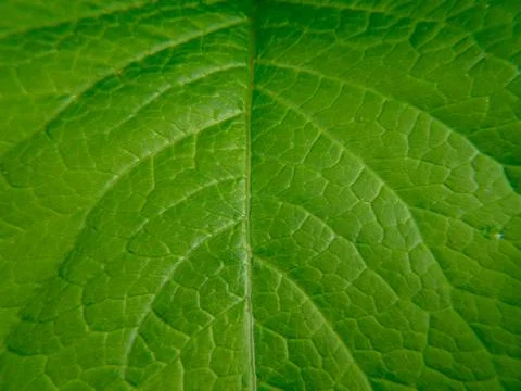Texture of a green leaf Stock Photos