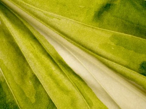 Texture of a green leaf. Stock Photos