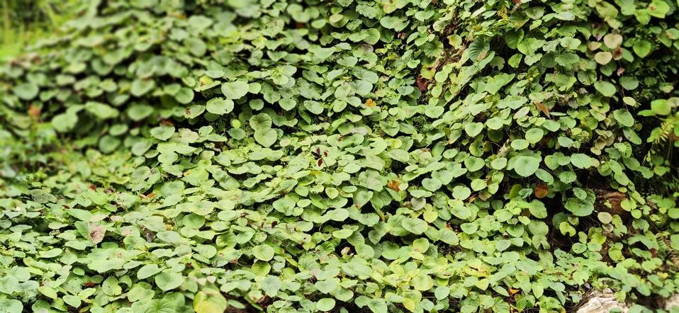 Texture of green leaf Stock Photos