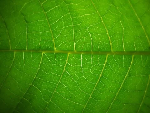 Texture green leaf Stock Photos