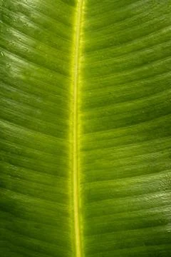 The texture of a green leaf. Foto stock