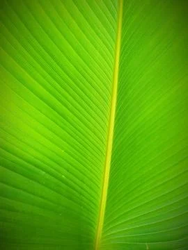 Texture of a green leaf Stock Photos