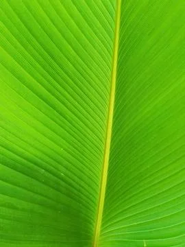 Texture of a green leaf Stock Photos