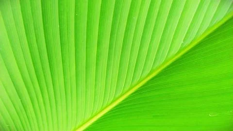 Texture of a green leaf Stock Photos