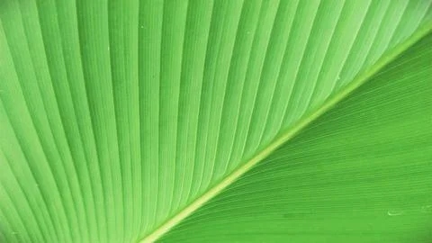 Texture of a green leaf Stock Photos