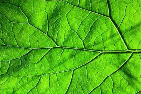 The texture of a green leaf. plant leaf close-up Photos
