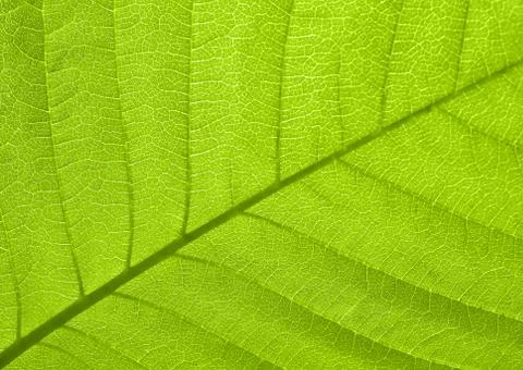 Texture of a green leaf in sunlight Stock Photos