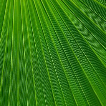Texture of a green leaf. Vector illustration Illustrazione stock