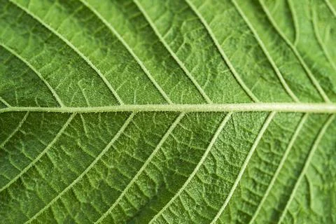 Texture of green leaf with veins in close-up shot Stock Photos