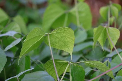 Texture of green leaves back side of beans plan Stock Photos