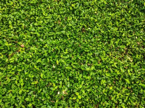 Texture of green leaves (leaf) for background or graphic resource Stock Photos