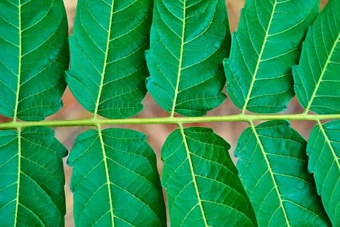 Texture of green leaves Stock Photos