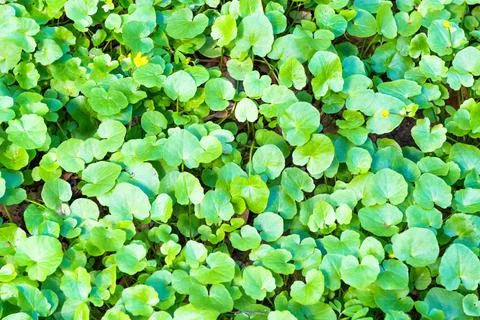 Texture of green leaves Stock Photos