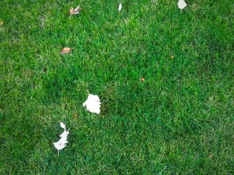 The texture of the green line with leaves Foto stock