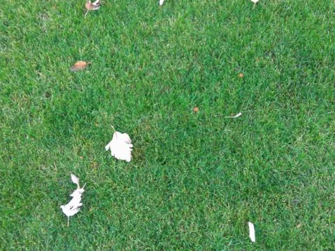 The texture of the green line with leaves Foto stock