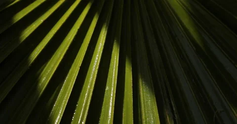 Texture of a green lush palm leaf, moved by the wind Stock Footage 191944424