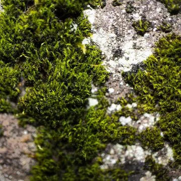 The texture of green moss on a gray mountain Stock Photos