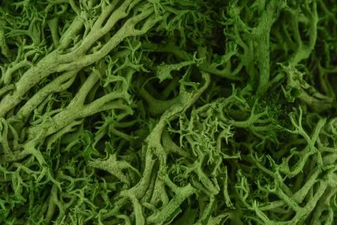The texture of green moss. Macro background. Stock Photos