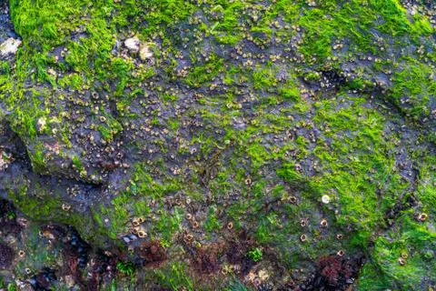 Texture of green moss on the rocks Stock Photos