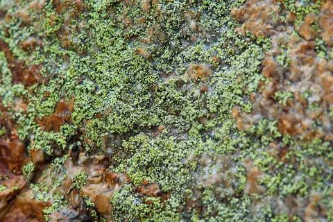 Texture of green moss on stone Stock Photos
