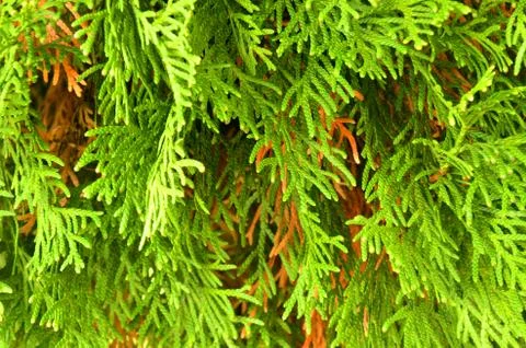 Texture from green needles Stock Photos