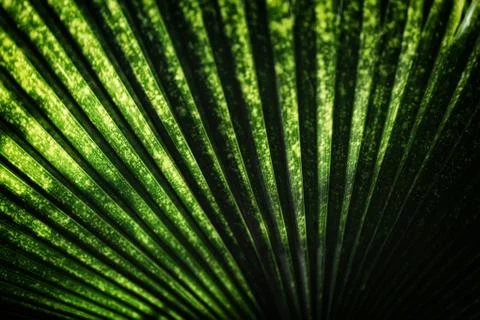 Texture of Green palm Leaf Stock Photos