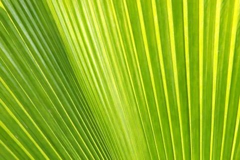 Texture of green palm leaf Stock Photos