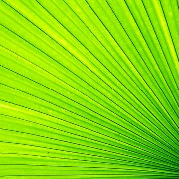 Texture of green palm leaf Stock Photos