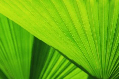 Texture of Green palm Leaf Stock Photos