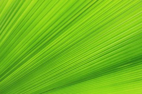 Texture of Green palm Leaf Stock Photos