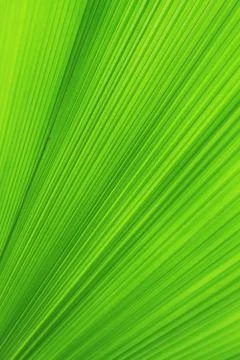 Texture of Green palm Leaf Stock Photos