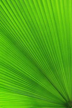 Texture of Green palm Leaf Stock Photos