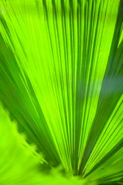 Texture of Green palm Leaf Stock Photos