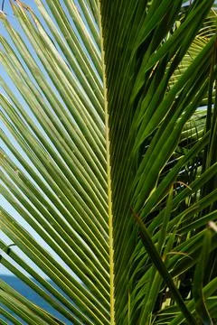 Texture of a green palm leaf 库存照片