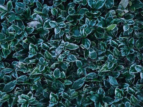 Texture of green plants close-up. Spring meadow. Stock Photos