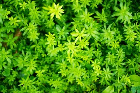 Texture of green plants with partial focus on some layers of plants. Part of Stock Photos