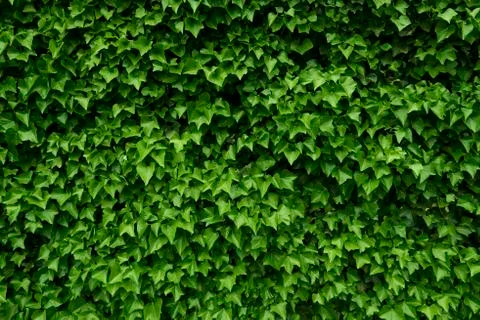 Texture of green plants Stock Photos